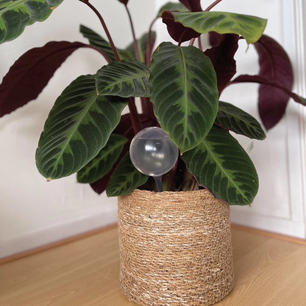 Merkloos JADI - Druppelsysteem - Waterdruppelaar Voor Uw Planten - Set Van 6 Stuks - 3 Grote & 3 Kleine - Transparante Waterbollen 3 Merkloos JADI - Druppelsysteem - Waterdruppelaar Voor Uw Planten - Set Van 6 Stuks - 3 Grote & 3 Kleine - Transparante Waterbollen - Afbeelding 2