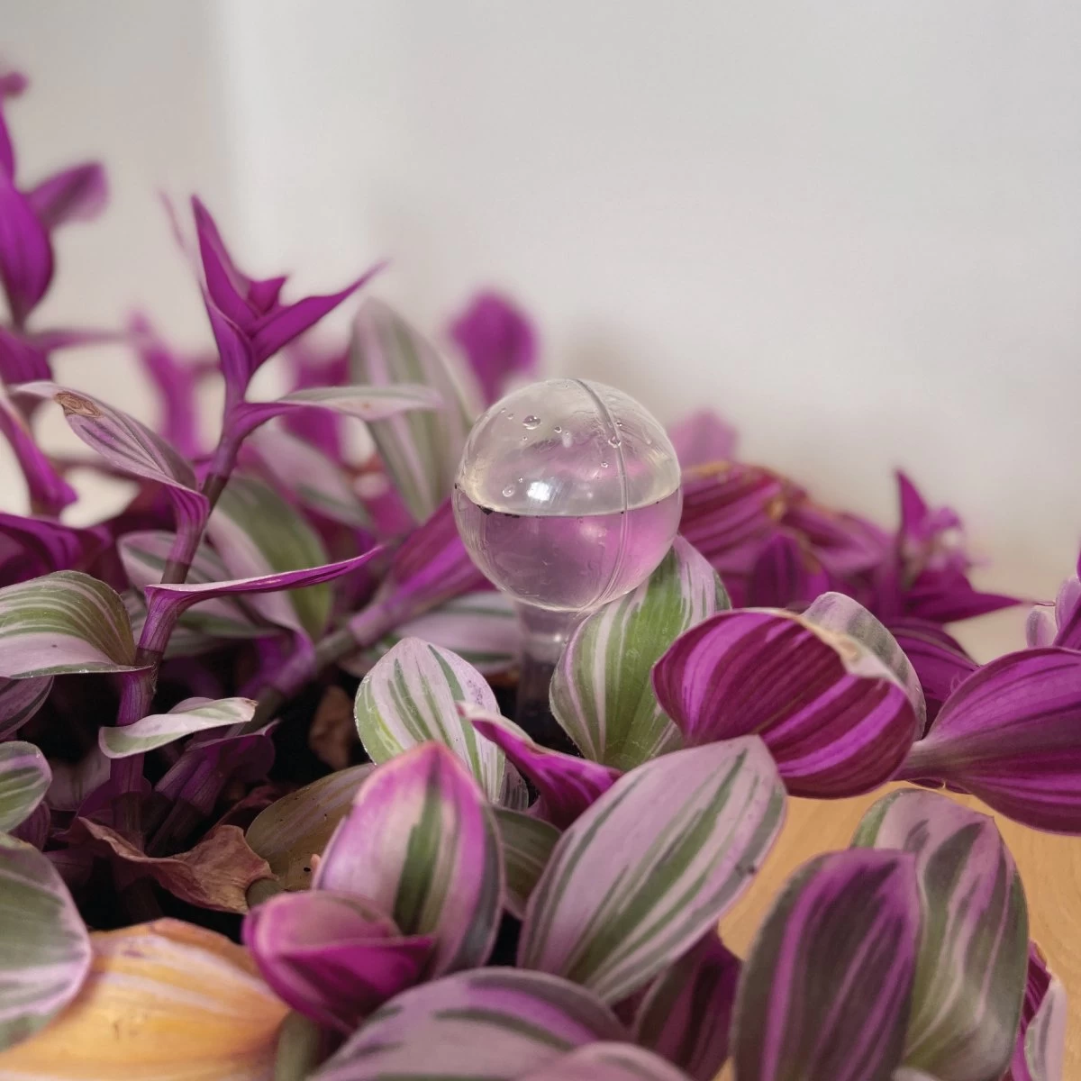 Merkloos JADI - Druppelsysteem - Waterdruppelaar Voor Uw Planten - Set Van 6 Stuks - 3 Grote & 3 Kleine - Transparante Waterbollen 4 Merkloos JADI - Druppelsysteem - Waterdruppelaar Voor Uw Planten - Set Van 6 Stuks - 3 Grote & 3 Kleine - Transparante Waterbollen - Afbeelding 3