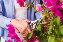 Felco 14 Snoeischaar | Ergonomisch | Voor Kleine Handen -Tuin Gerelateerd 1200x800 99