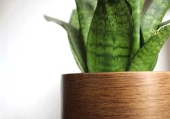 Capi Europe - Bloempot Bol Retro - 23x21 - Goud - Bloempot Voor Binnen - BRTG134 -Tuin Gerelateerd 1200x844 7