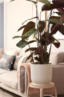 Elho Vibes Fold Rond Wielen 35 - Bloempot Voor Binnen - Ø 34.9 X H 32.4 Cm - Zijdewit -Tuin Gerelateerd 800x1200 102