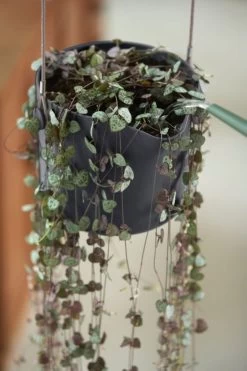 Elho B.for Swing 18 Hangpot - Bloempot Voor Binnen - Ø 18.0 X H 16.5 Cm - Zwart/Antraciet -Tuin Gerelateerd 800x1200 106