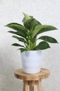 WL Plants - Bloempot Binnen - Set Van 4 - Dawn Ø12 Wit - Luxe Bloempotten Voor Binnen - Bloempotten Voor Buiten - Bloembak & Plantenpot - Hoogte 12,5 Cm - Keramisch Met Hoogwaardige Afwerking 7 WL Plants - Bloempot Binnen - Set Van 4 - Dawn Ø12 Wit - Luxe Bloempotten Voor Binnen - Bloempotten Voor Buiten - Bloembak & Plantenpot - Hoogte 12,5 Cm - Keramisch Met Hoogwaardige Afwerking -Tuin Gerelateerd 800x1200 93