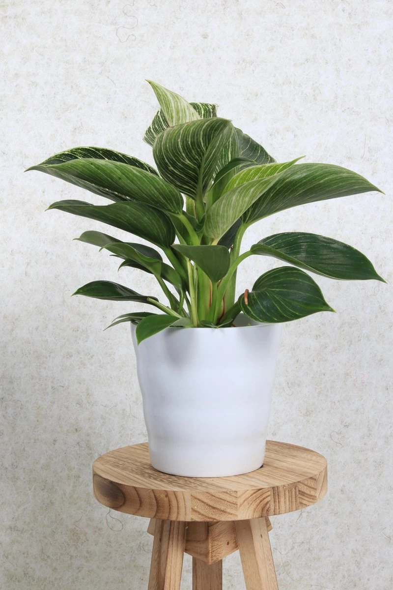 WL Plants - Bloempot Binnen - Set Van 4 - Dawn Ø12 Wit - Luxe Bloempotten Voor Binnen - Bloempotten Voor Buiten - Bloembak & Plantenpot - Hoogte 12,5 Cm - Keramisch Met Hoogwaardige Afwerking 5 WL Plants - Bloempot Binnen - Set Van 4 - Dawn Ø12 Wit - Luxe Bloempotten Voor Binnen - Bloempotten Voor Buiten - Bloembak & Plantenpot - Hoogte 12,5 Cm - Keramisch Met Hoogwaardige Afwerking - Afbeelding 3